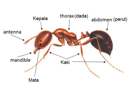 bagian tubuh semut anatomi